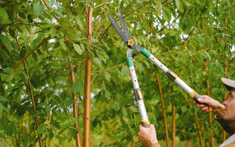 Tree trimming in Ilion, NY